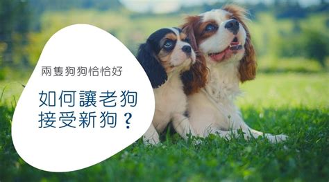 家裡養兩隻狗|如何讓老狗接受新狗？養第二隻狗該注意的事